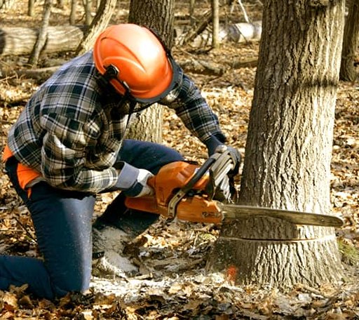 Tree Removal in Justin, TX